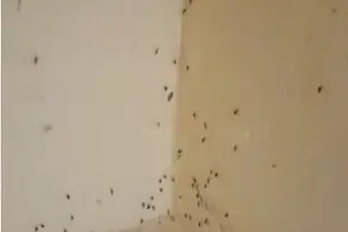 Lluvias disparan casos sospechosos de dengue en Veracruz; estos son los síntomas de alarma