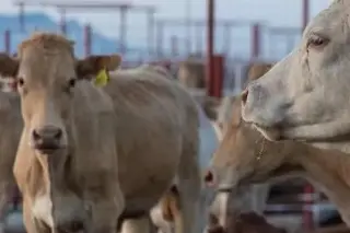 Sospechan de fiebre aftosa en ganado de Sonora y frenan exportaciones a Estados Unidos