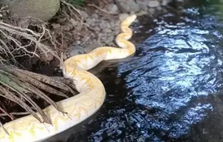 Localizan a serpiente que escapó de un circo en San Rafael, Veracruz