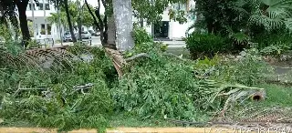 Norte deja árboles en riesgo y cables afectados en Veracruz; checa el saldo hasta el momento