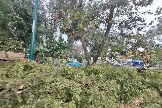 Inusual 'Norte' en Xalapa causa que árbol cayera sobre auto