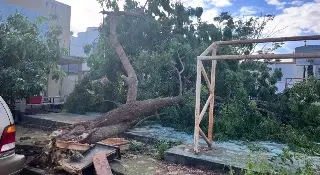 ¡Pudo terminar en tragedia! Cae enorme árbol durante la madrugada en Veracruz