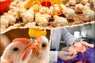 Cancela México compra de pollo de Brasil; ¿por qué? 