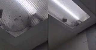 Ratas hasta en las lámparas: denuncian malas condiciones en IMSS de Sonora (VIDEO)
