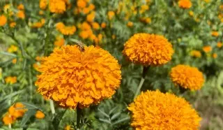 Flores de muerto llenan de color los campos de Veracruz; este día comienza su venta