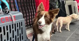 Perros de rescate de Cruz Roja entrenan en centro Centro Histórico de Veracruz 