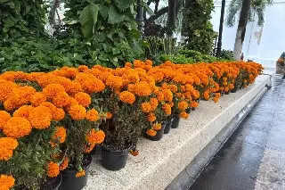 ¡Ya huele a Día de Muertos! Así luce el zócalo de Veracruz con cempasúchil (FOTOS)