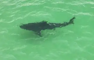 De casi 5 metros, captan a tiburón blanco que sorprende a surfistas ¿Los atacó? (+Video)