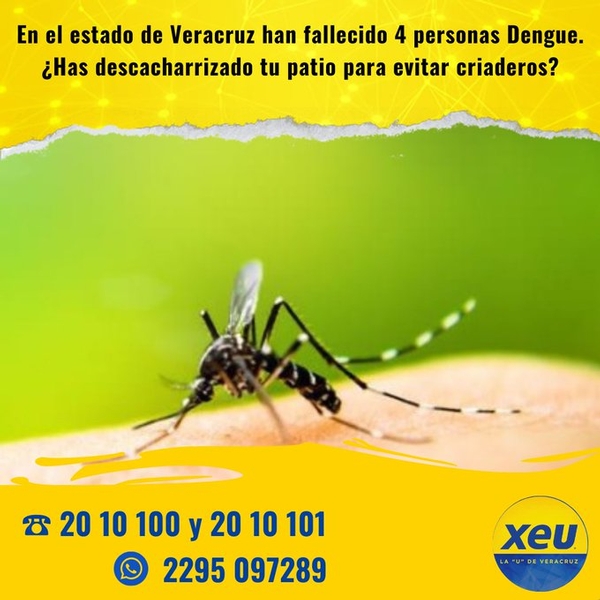 Imagen #SondeoXEU En el estado de Veracruz han fallecido 4 personas por Dengue. ¿Has descacharrizado tu patio para evitar criaderos?