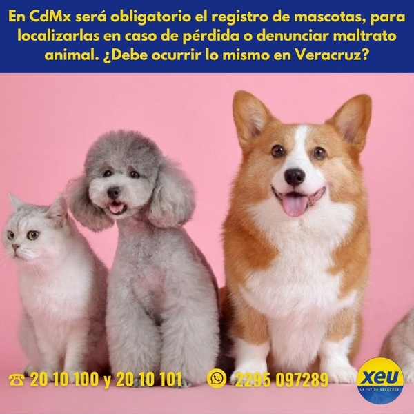 Imagen En #CdMx será obligatorio el registro de mascotas, para localizarlas en caso de pérdida o denunciar maltrato animal. ¿Debe ocurrir lo mismo en #Veracruz? 