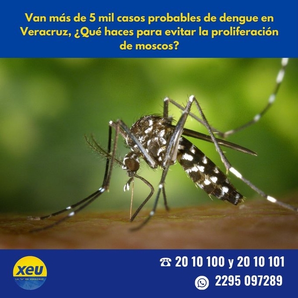 Imagen #SondeoXEU Van más de 5 mil casos probables de dengue en Veracruz, ¿Qué haces para evitar la proliferación de moscos?