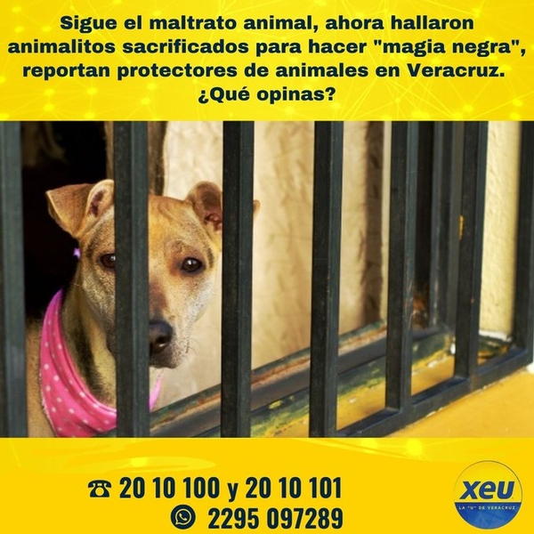 Imagen #SondeoXEU Sigue el maltrato animal, ahora hallaron animalitos sacrificados para hacer 