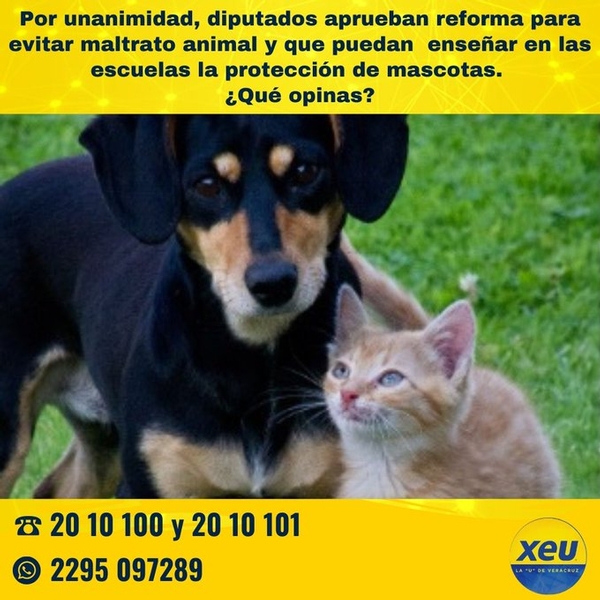 Imagen #SondeoXEU Por unanimidad, diputados aprueban reforma para evitar maltrato animal y que puedan  enseñar en las escuelas la protección de mascotas. ¿Qué opinas?