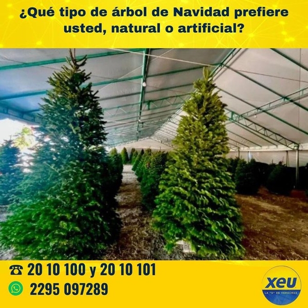 Imagen ¿Qué tipo de árbol de Navidad prefiere usted, natural o artificial?