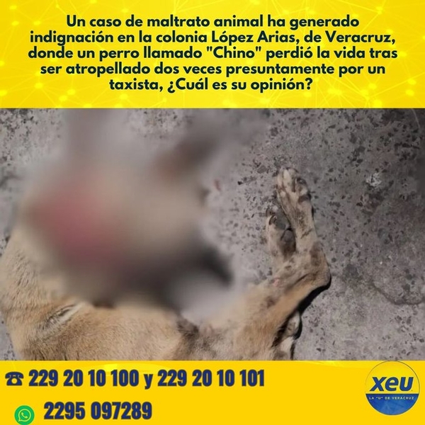 Imagen Un caso de maltrato animal ha generado indignación en la colonia López Arias, de Veracruz, donde un perro llamado 