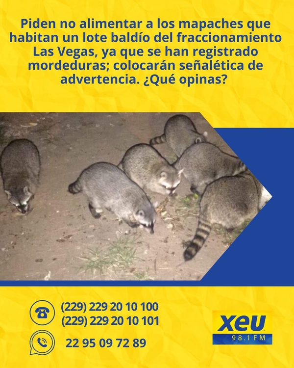 Imagen Piden no alimentar a los mapaches que habitan un lote baldío del fraccionamiento Las Vegas en #Veracruz, ya que se han registrado mordeduras; colocarán señalética de advertencia. ¿Qué opinas? #SondeoXEU