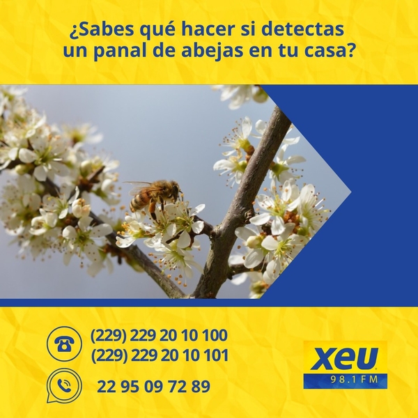 Imagen ¿Sabes qué hacer si detectas un panal de abejas en tu casa?