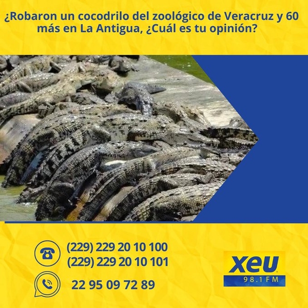 Imagen ¿Robaron un cocodrilo del zoológico de Veracruz y 60 más en La Antigua, ¿Cuál es tu opinión?
